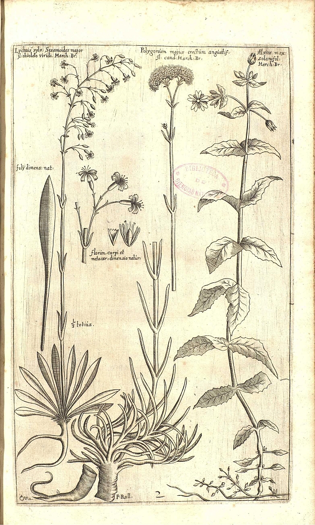 no HD illustration available (m5)
