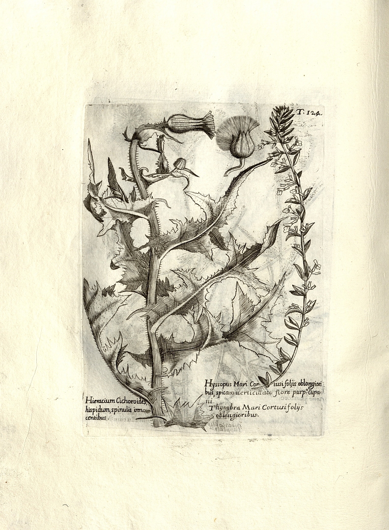 no HD illustration available (m5)