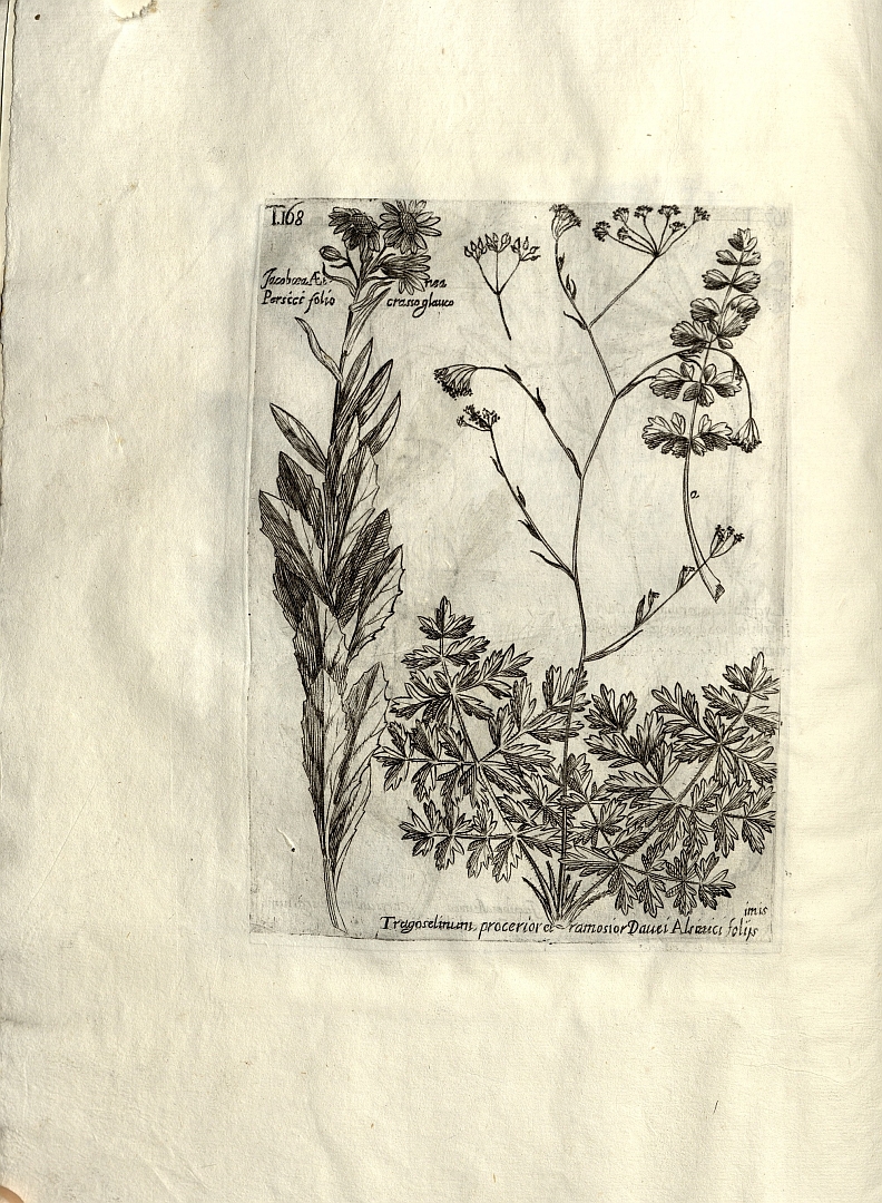 no HD illustration available (m5)