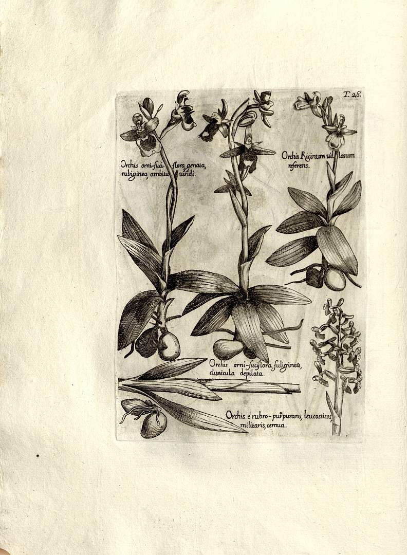 no HD illustration available (m5)