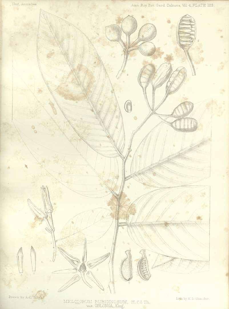 no HD illustration available (m5)