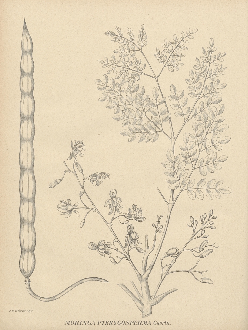 no HD illustration available (m5)