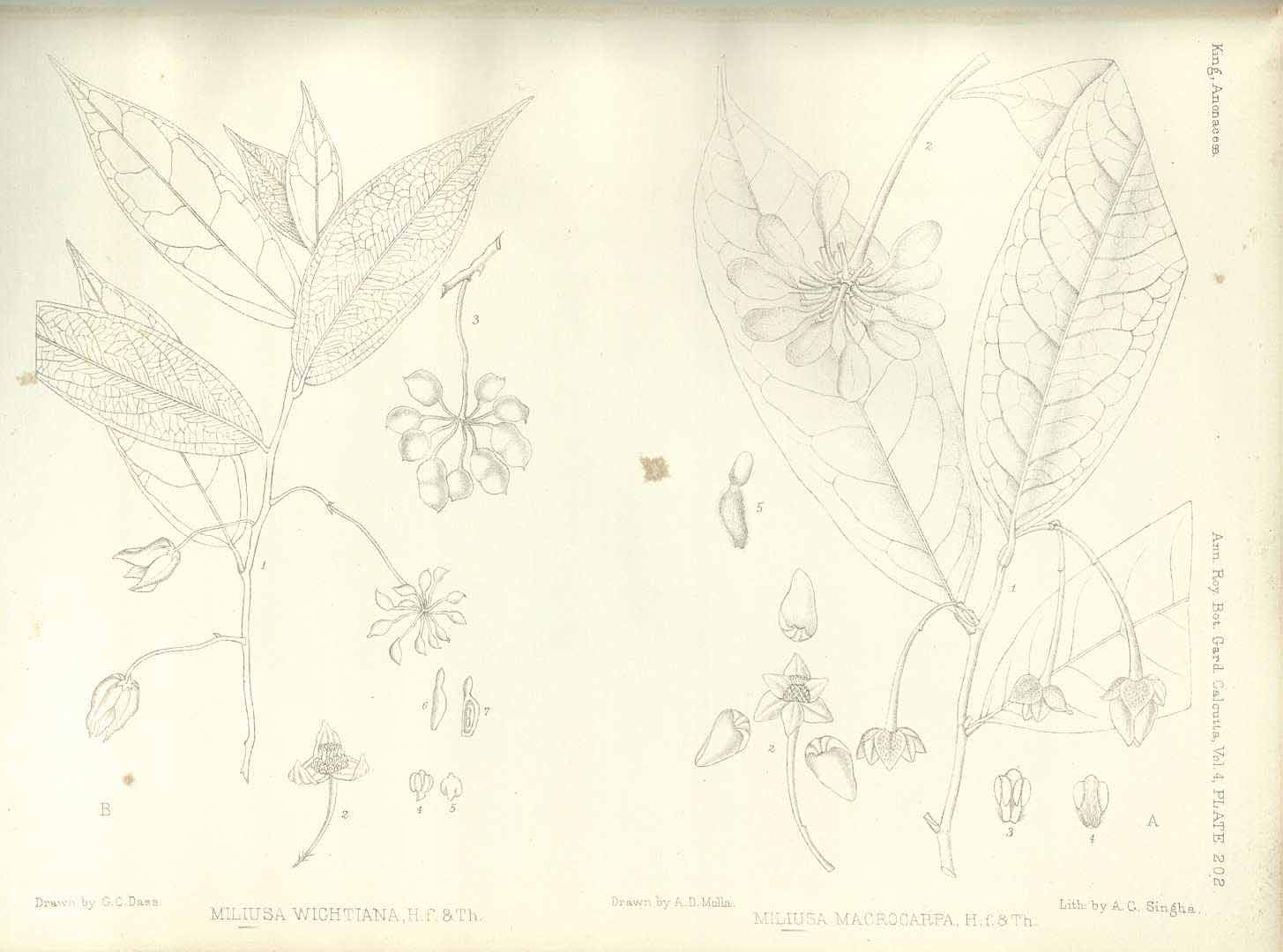 no HD illustration available (m5)