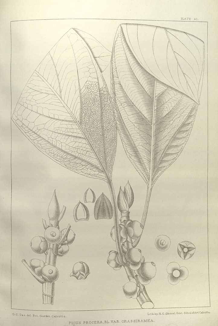 no HD illustration available (m5)