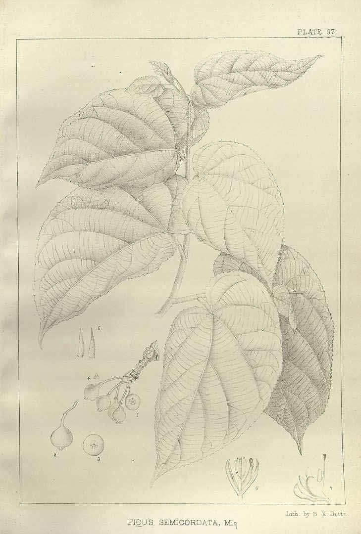 no HD illustration available (m5)