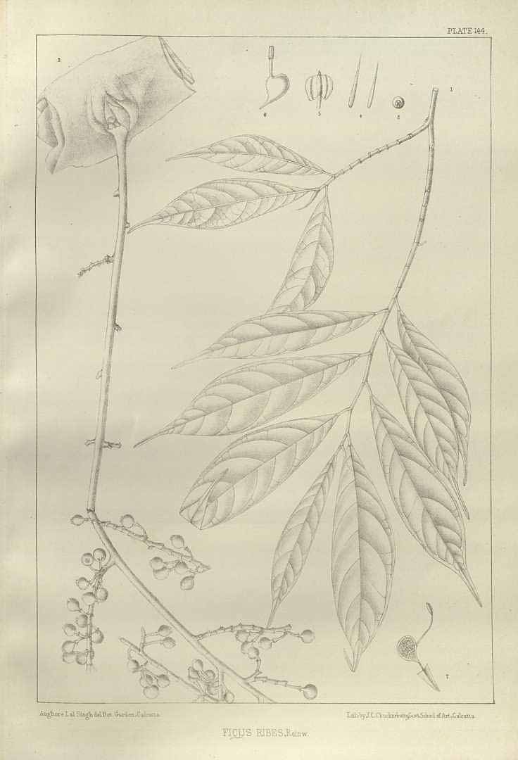 no HD illustration available (m5)