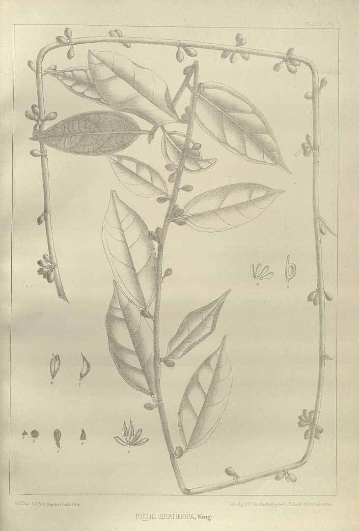 no HD illustration available (m5)