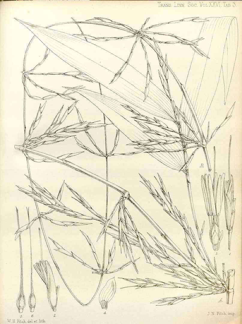 no HD illustration available (m5)