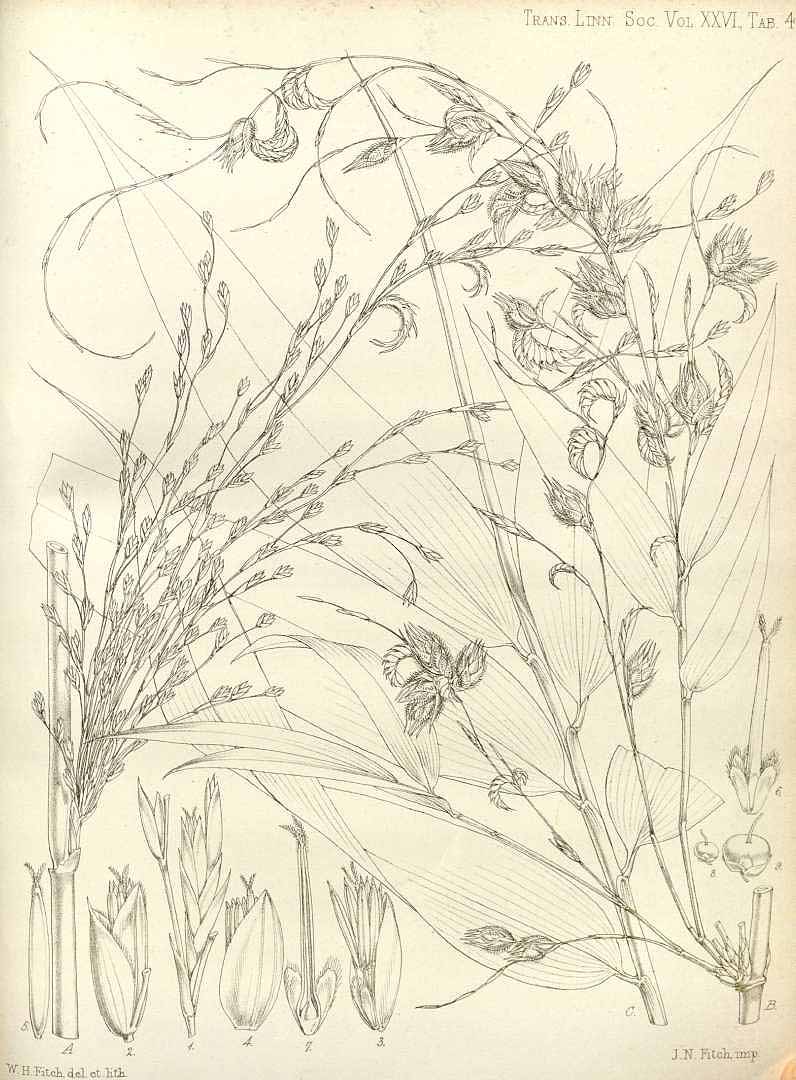 no HD illustration available (m5)