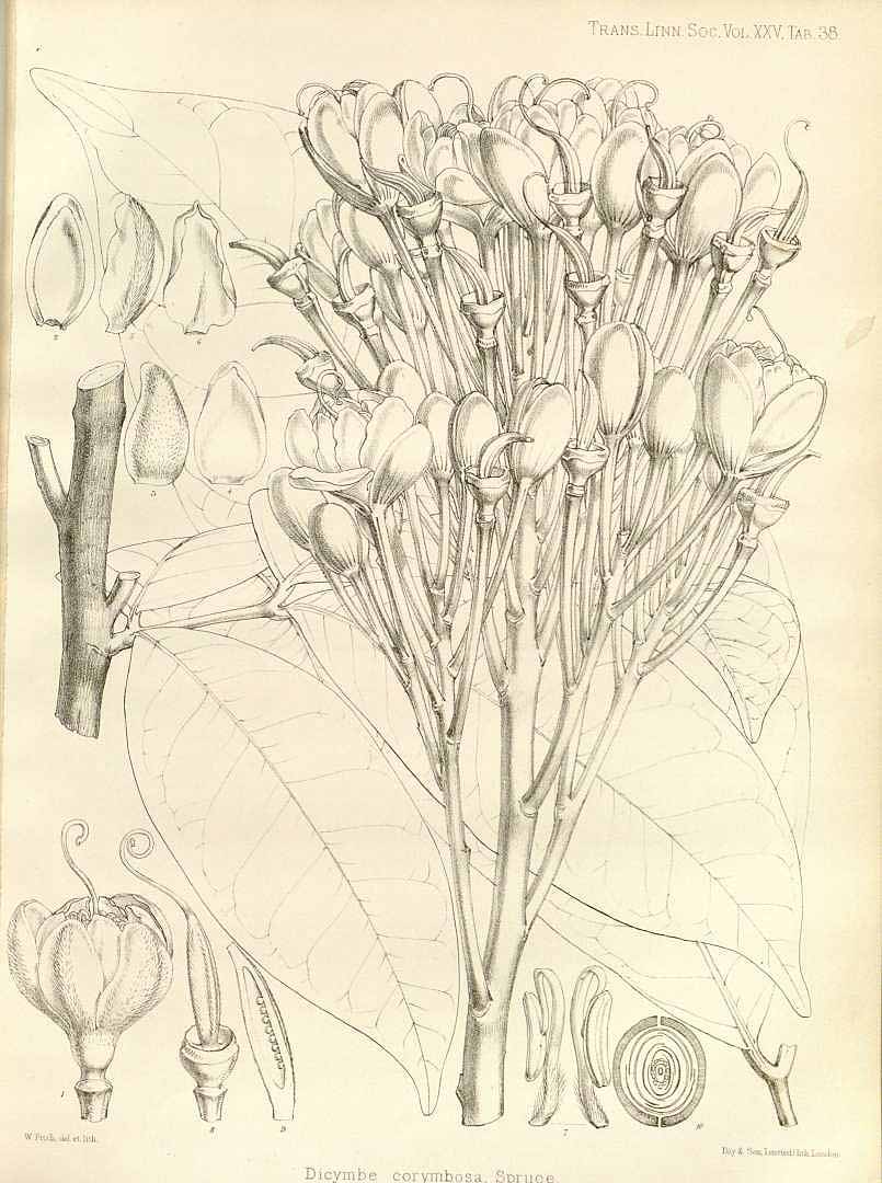 no HD illustration available (m5)