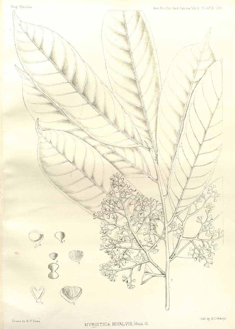 no HD illustration available (m5)