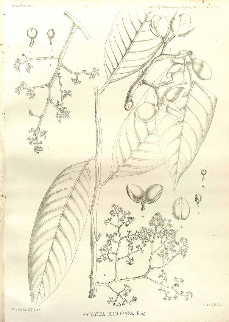 no HD illustration available (m5)