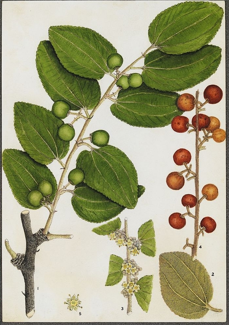 no HD illustration available (m5)