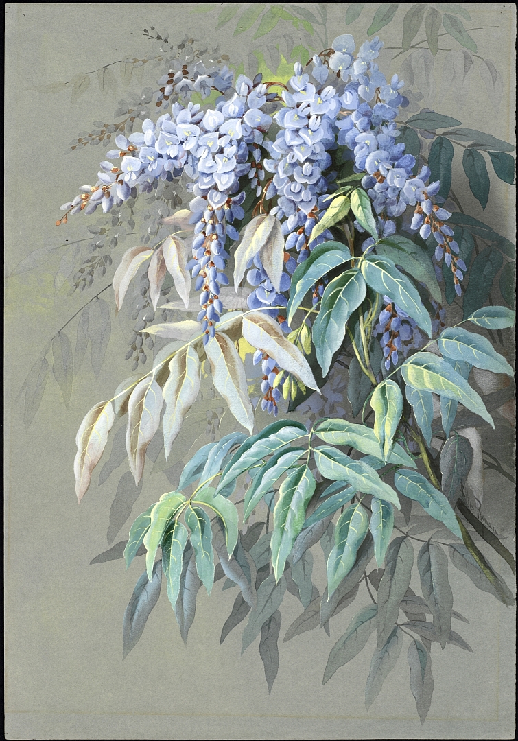 no HD illustration available (m5)