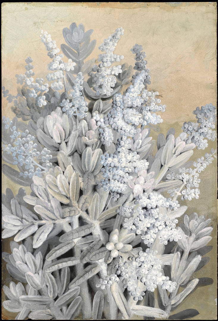 no HD illustration available (m5)