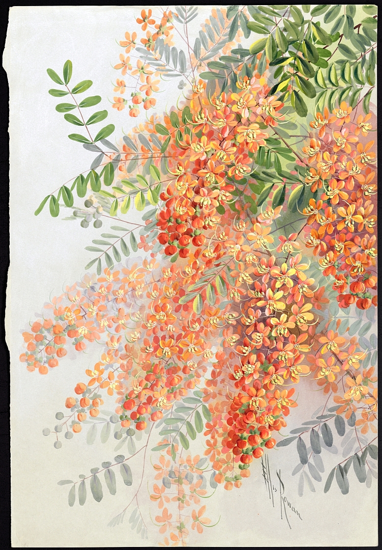 no HD illustration available (m5)