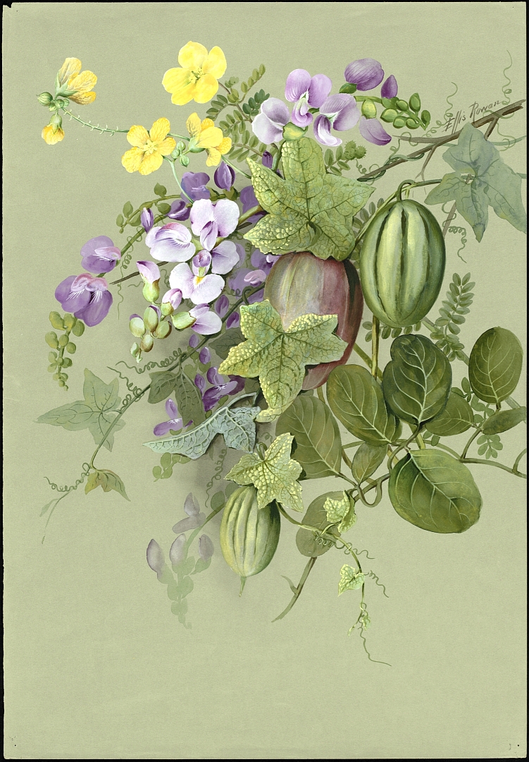 no HD illustration available (m5)