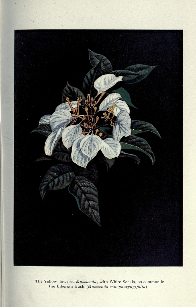 no HD illustration available (m1)
