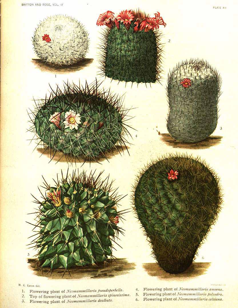 no HD illustration available (m5)