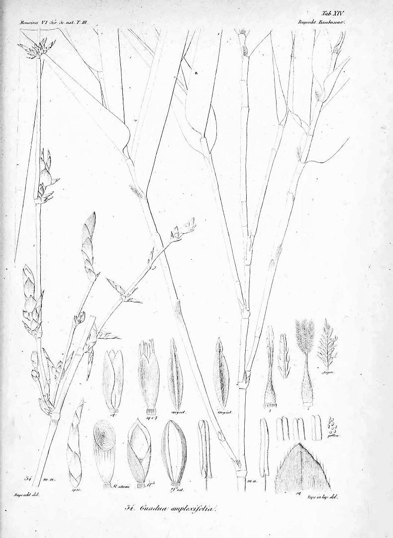 no HD illustration available (m5)