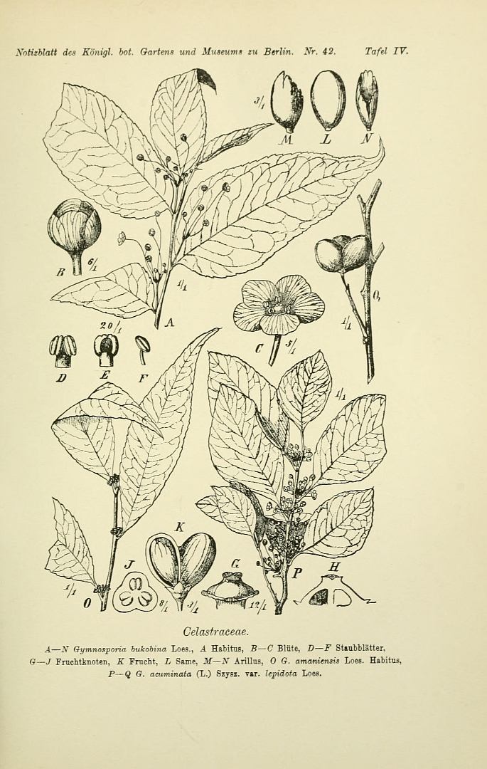 no HD illustration available (m5)