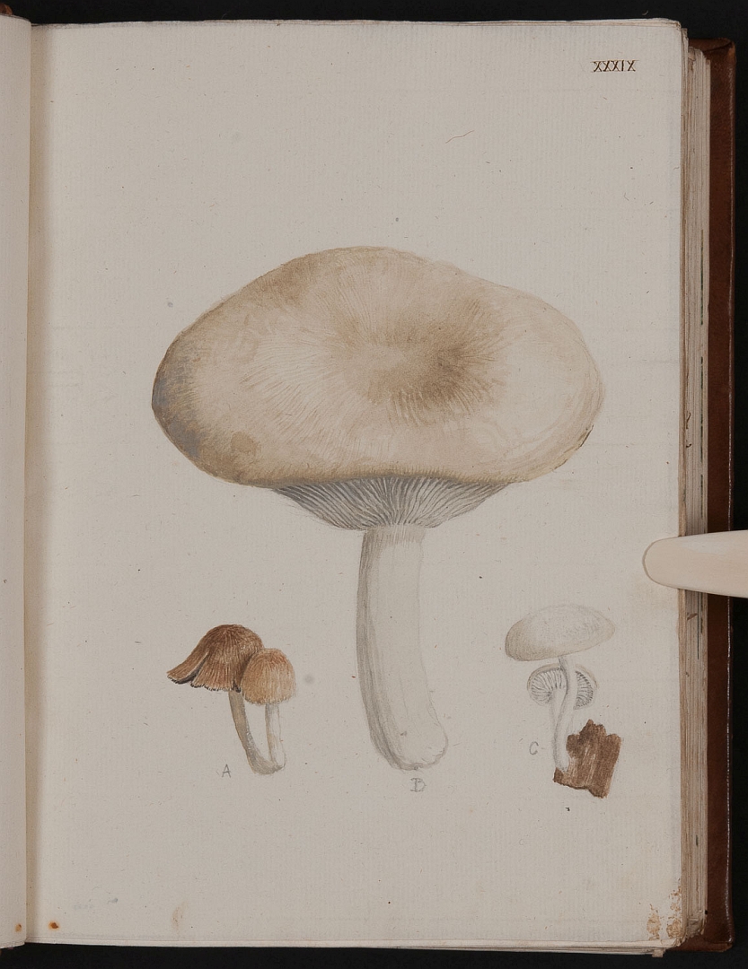 no HD illustration available (m5)