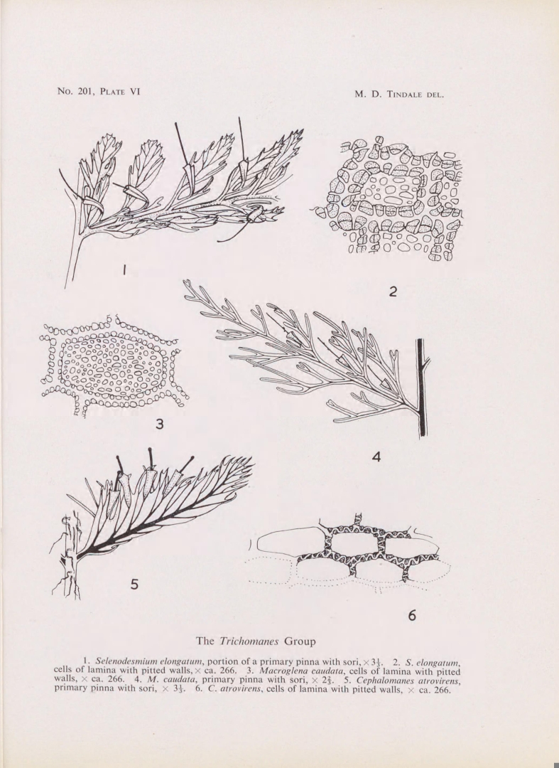 no HD illustration available (m5)