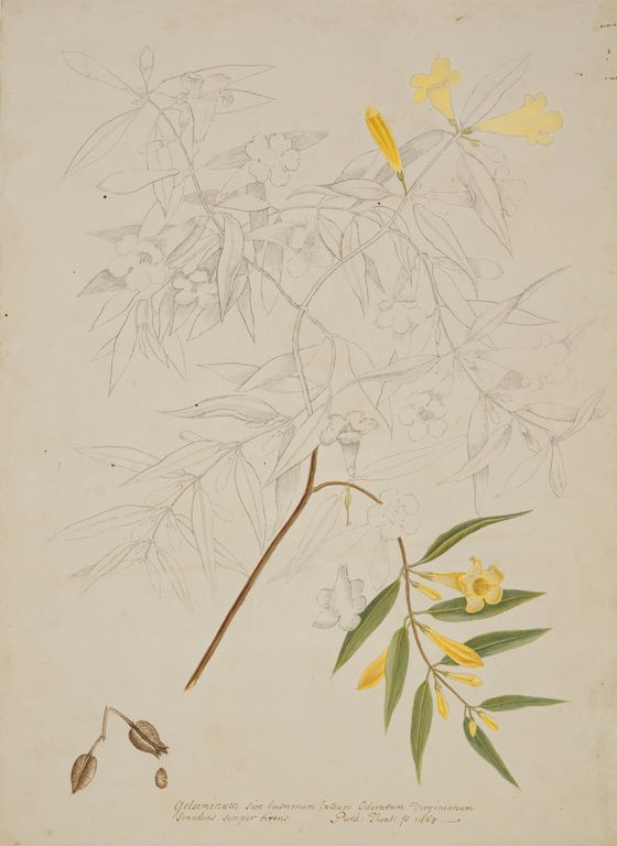 no HD illustration available (m5)