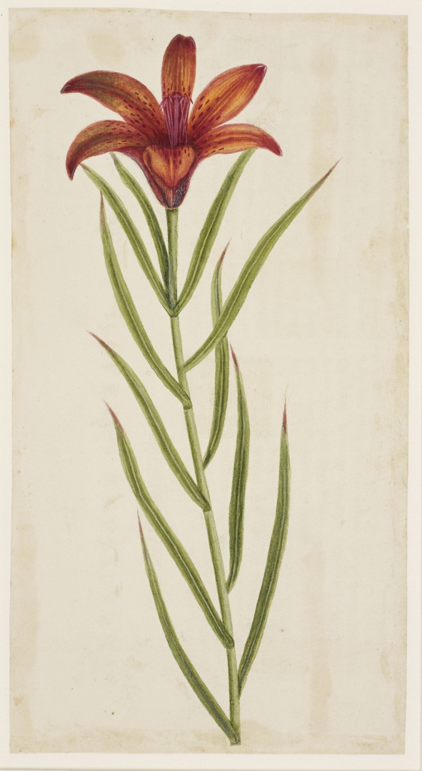 no HD illustration available (m5)