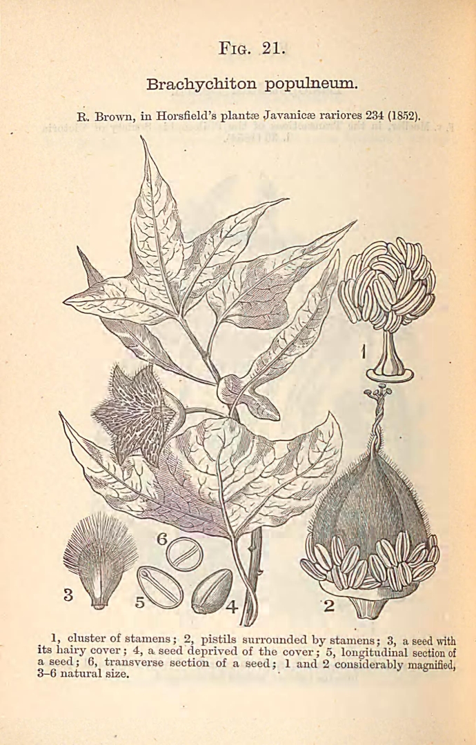 no HD illustration available (m5)