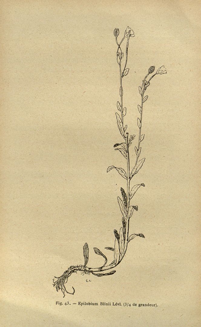no HD illustration available (m5)