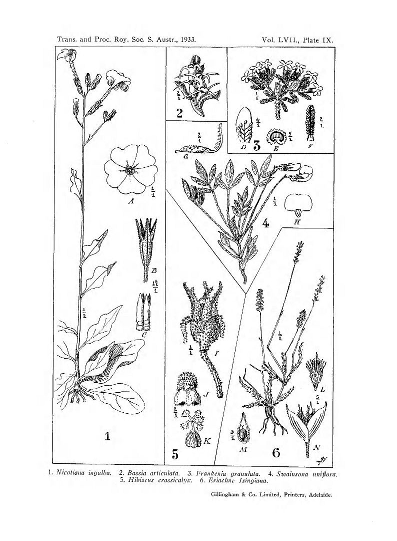 no HD illustration available (m5)