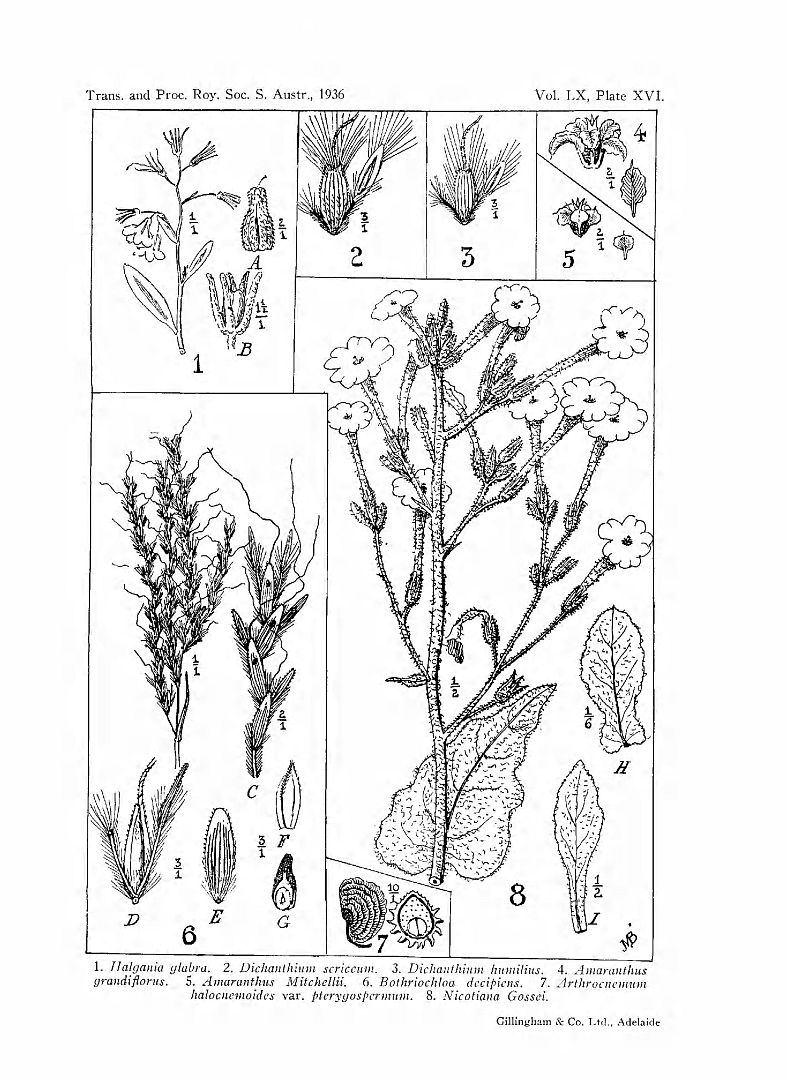 no HD illustration available (m5)