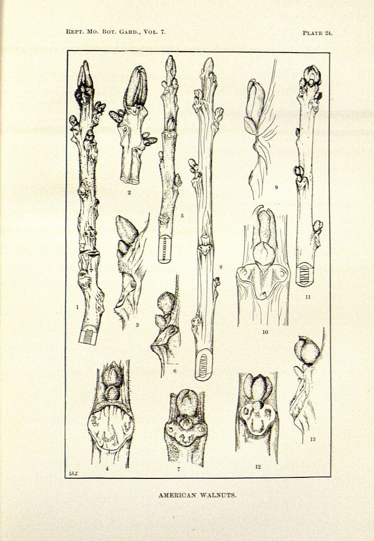 no HD illustration available (m5)