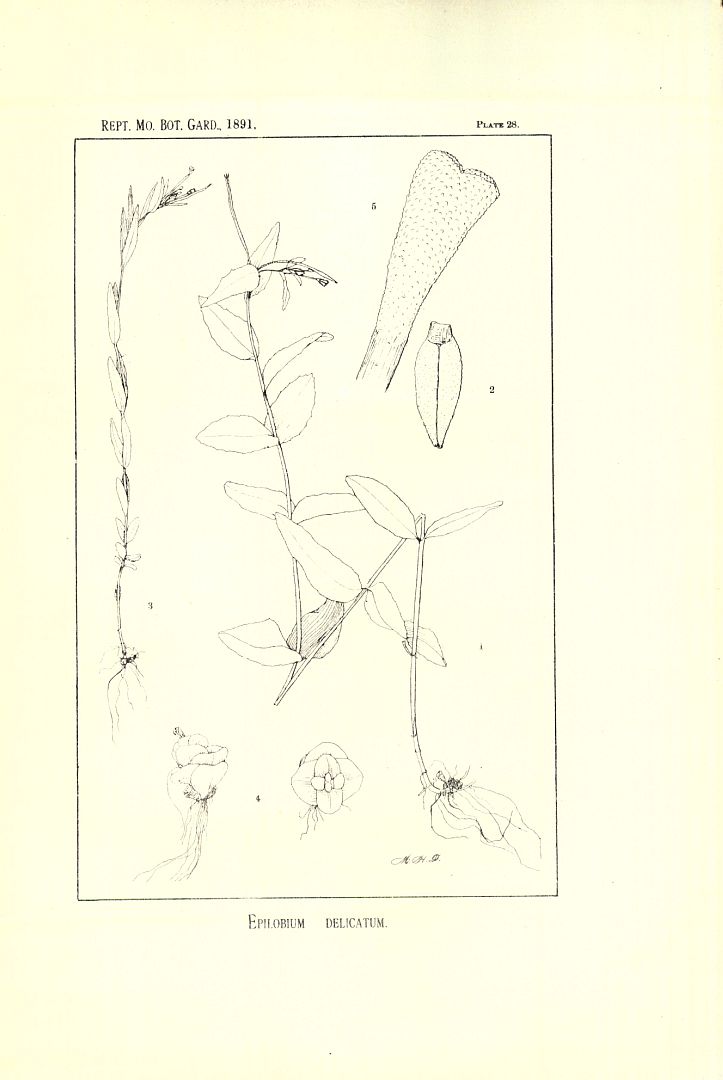 no HD illustration available (m5)
