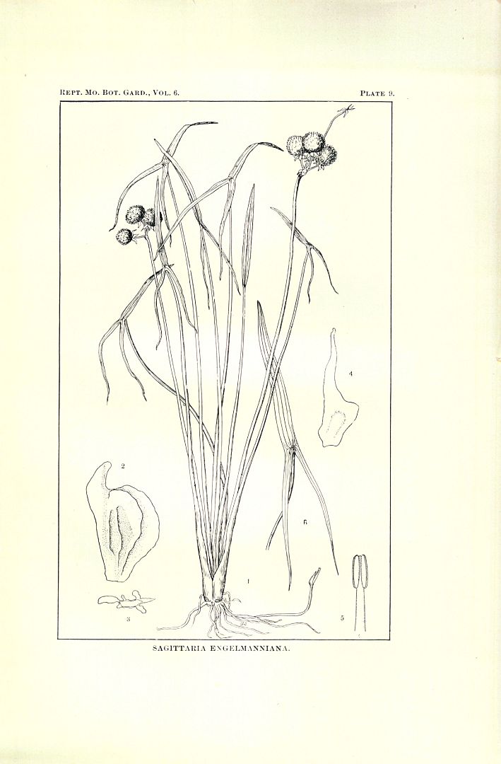 no HD illustration available (m5)