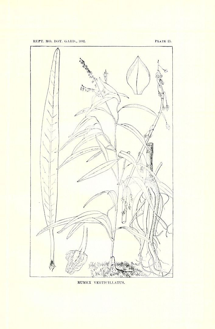 no HD illustration available (m5)