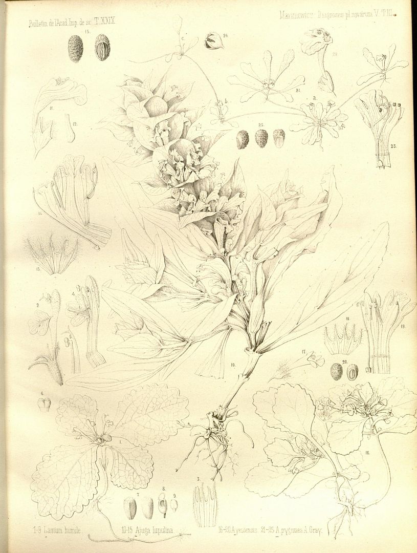 no HD illustration available (m5)
