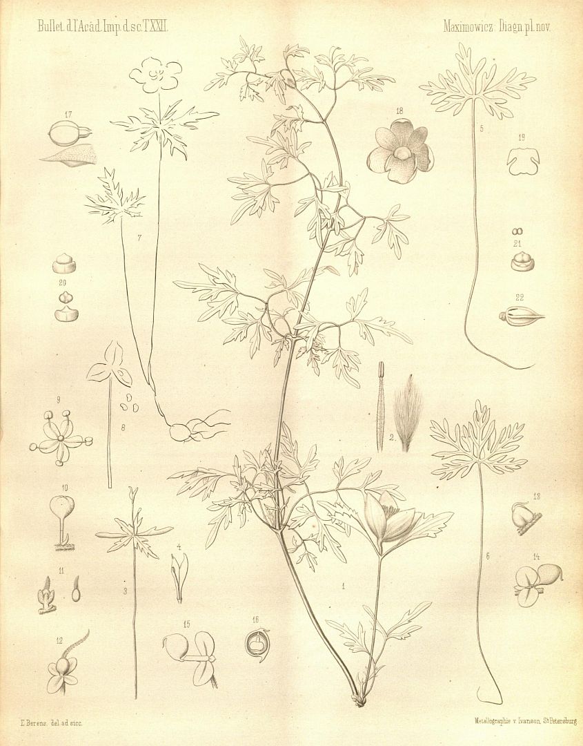 no HD illustration available (m5)