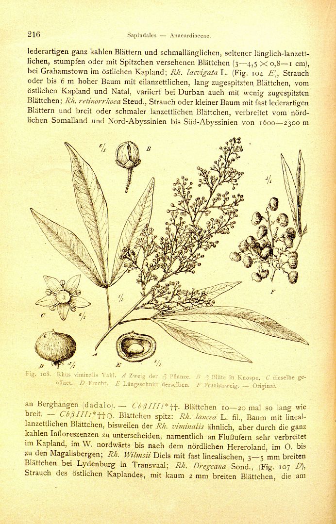 no HD illustration available (m5)