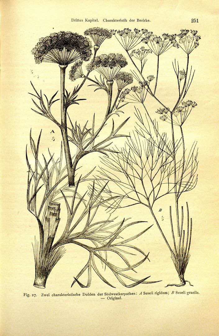 no HD illustration available (m5)
