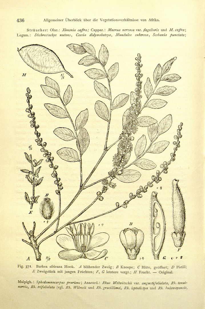 no HD illustration available (m5)