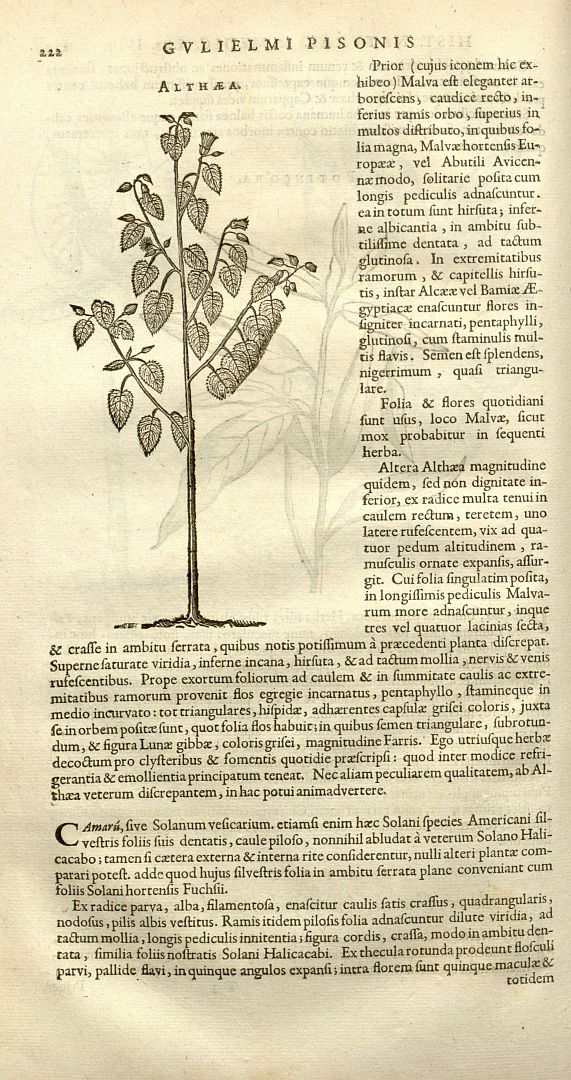 no HD illustration available (m5)