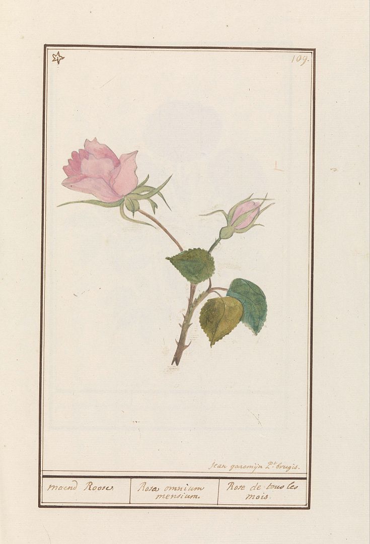 no HD illustration available (m5)