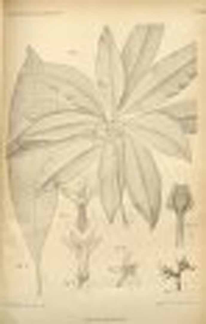 no HD illustration available (m5)