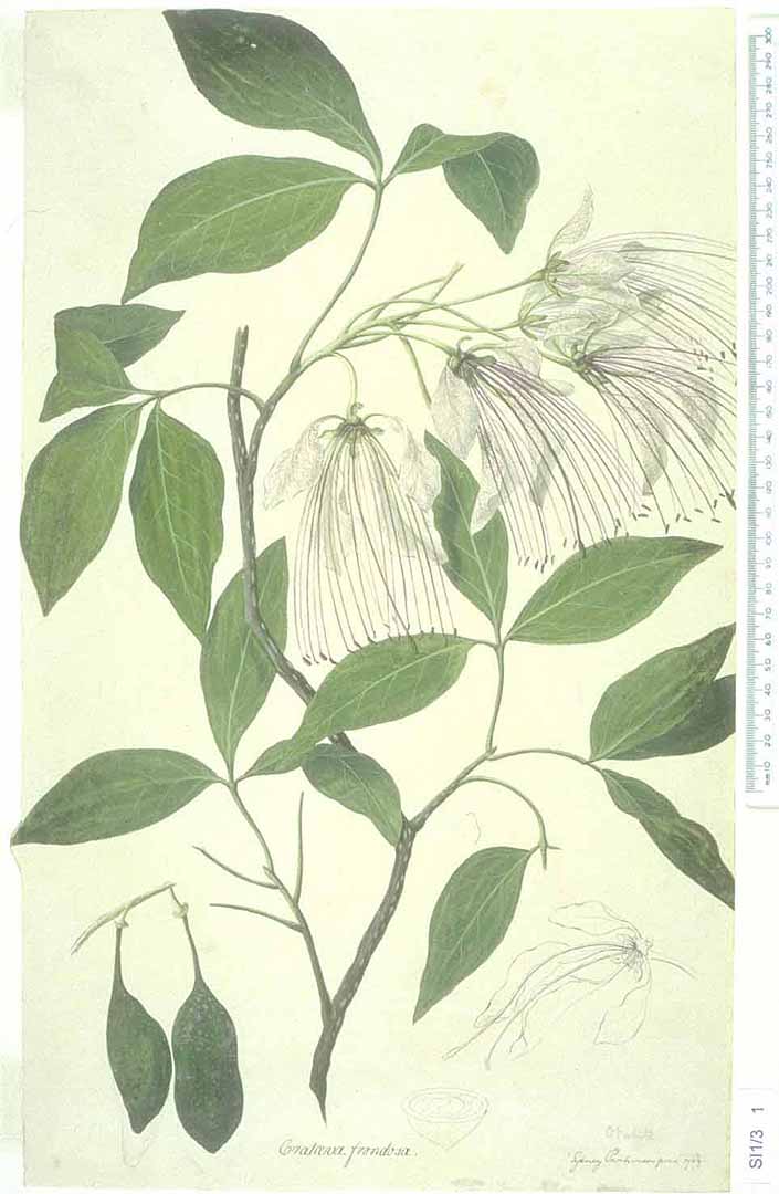 no HD illustration available (m5)