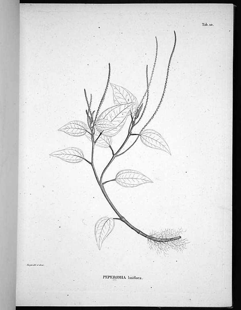 no HD illustration available (m5)