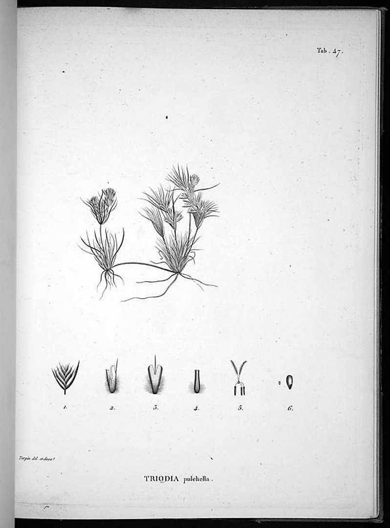 no HD illustration available (m5)