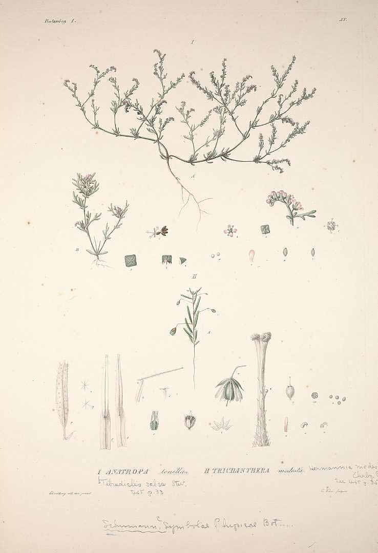 no HD illustration available (m5)