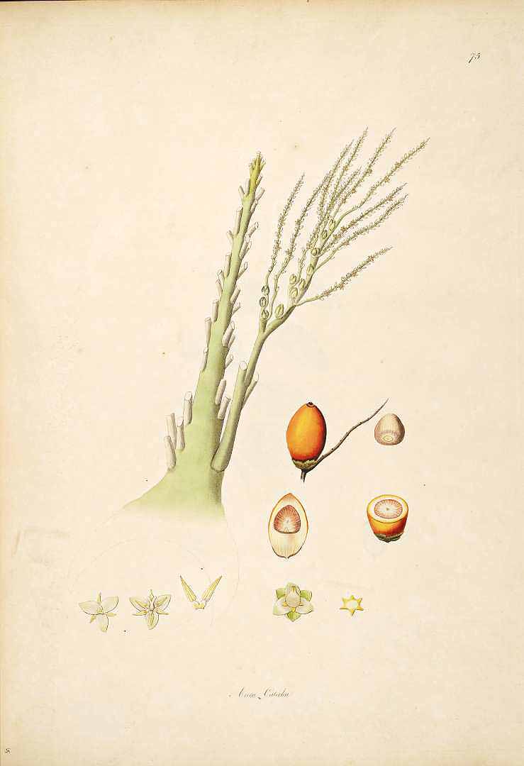 no HD illustration available (m5)
